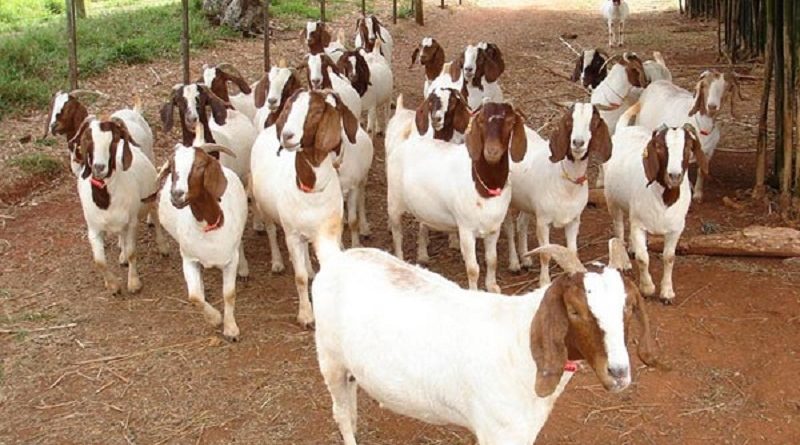 Raças de cabras mais populares do rebanho brasileiro - Conexão Boas ...