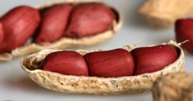 Produtores da região de Itabaiana ganham unidade para produção integrada de amendoim Produtores da região de Itabaiana ganham unidade para produção integrada de amendoim