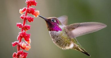 Cientistas revelam o mistério por que os beija-flores emitem zumbido Cientistas revelam o mistério por que os beija-flores emitem zumbido