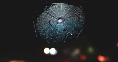 Cientistas traduziram teias de aranha em música, e é muito mais impressionante Cientistas traduziram teias de aranha em música, e é muito mais impressionante