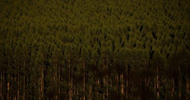BNDES apoia plantio de 7,4 milhões de árvores em Minas Gerais BNDES apoia plantio de 7,4 milhões de árvores em Minas Gerais