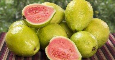 Cientistas da UFPB potencializam antioxidantes da goiaba Cientistas da UFPB potencializam antioxidantes da goiaba