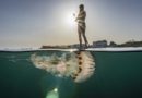 Fotógrafo registra o momento em que uma água-viva gigante flutua sob um paddleboarder