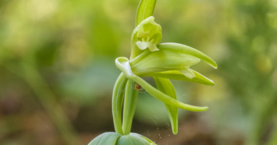 Surpreendente: Orquídea rara que se pensava estar extinta em Vermont por 120 anos é redescoberta Surpreendente: Orquídea rara que se pensava estar extinta em Vermont por 120 anos é redescoberta