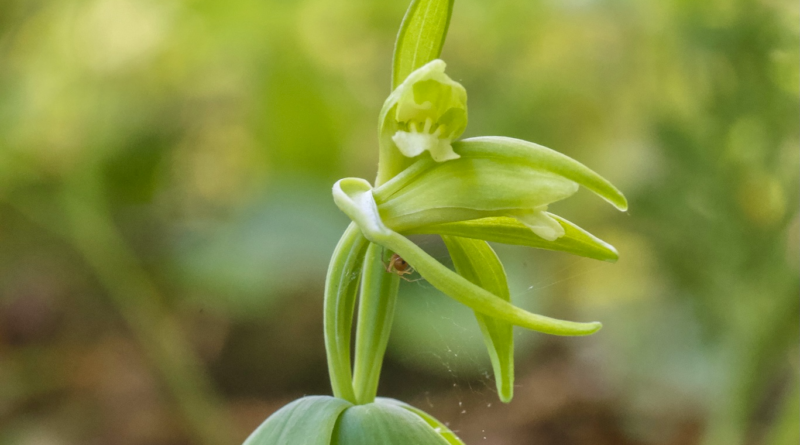 Surpreendente: Orquídea rara que se pensava estar extinta em Vermont por 120 anos é redescoberta