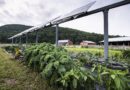 Minas Gerais vai desenvolver projeto agrivoltaico