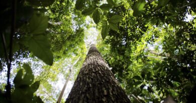 Feira em Brasília discute futuro sustentável da Amazônia