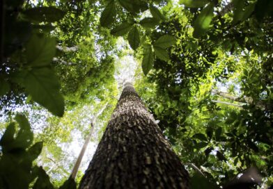 Feira em Brasília discute futuro sustentável da Amazônia