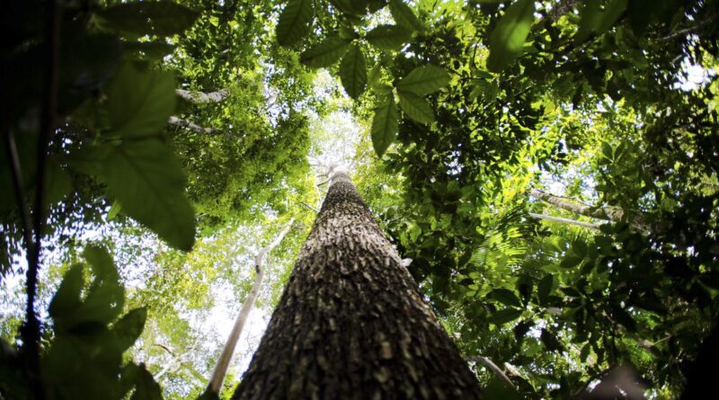 Feira em Brasília discute futuro sustentável da Amazônia